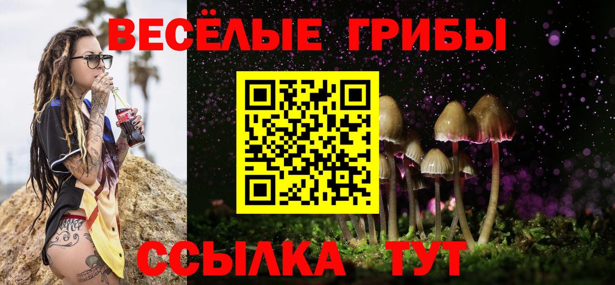 Псилоцибиновые грибы Psilocybe Гусев